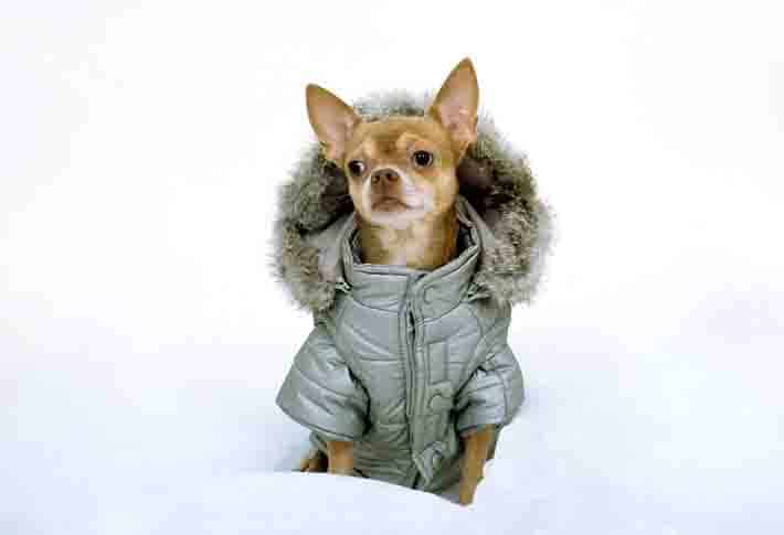 Winter Jacket For Dogs DG1 