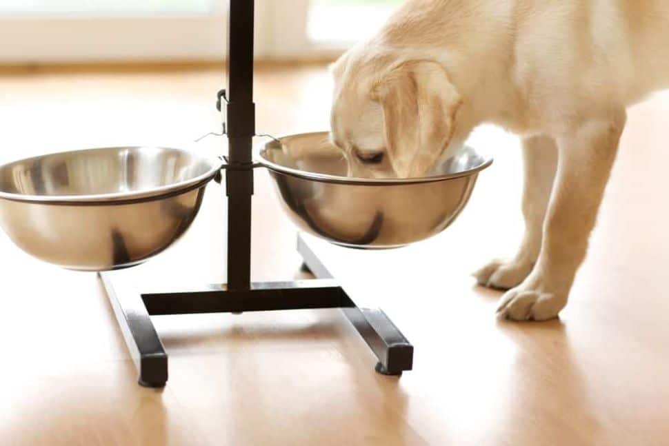 Benefits of Elevated Food and Water Bowls for Your Dog | DogGear