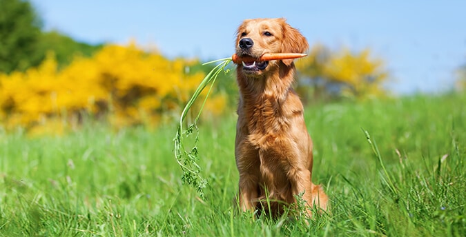 Can Dogs Overdose On Carrots