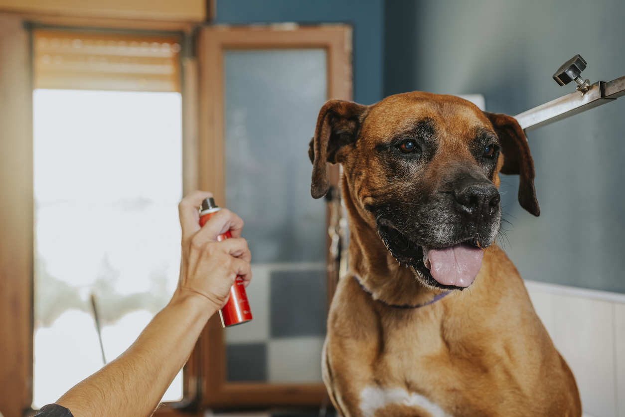 The Best Insect Repellents In 2023 Top Picks By DogGear   IStock 1328747845 