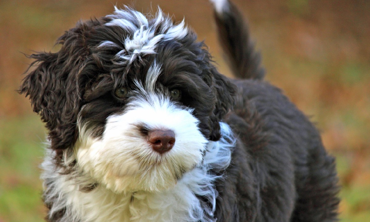 Portuguese Water Dog DogGear