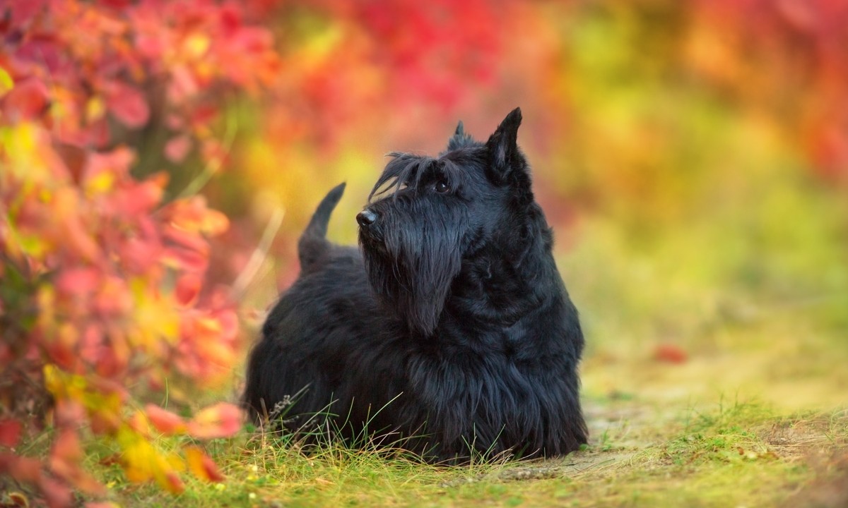 OVERVIEW OF THE SCOTTISH TERRIER