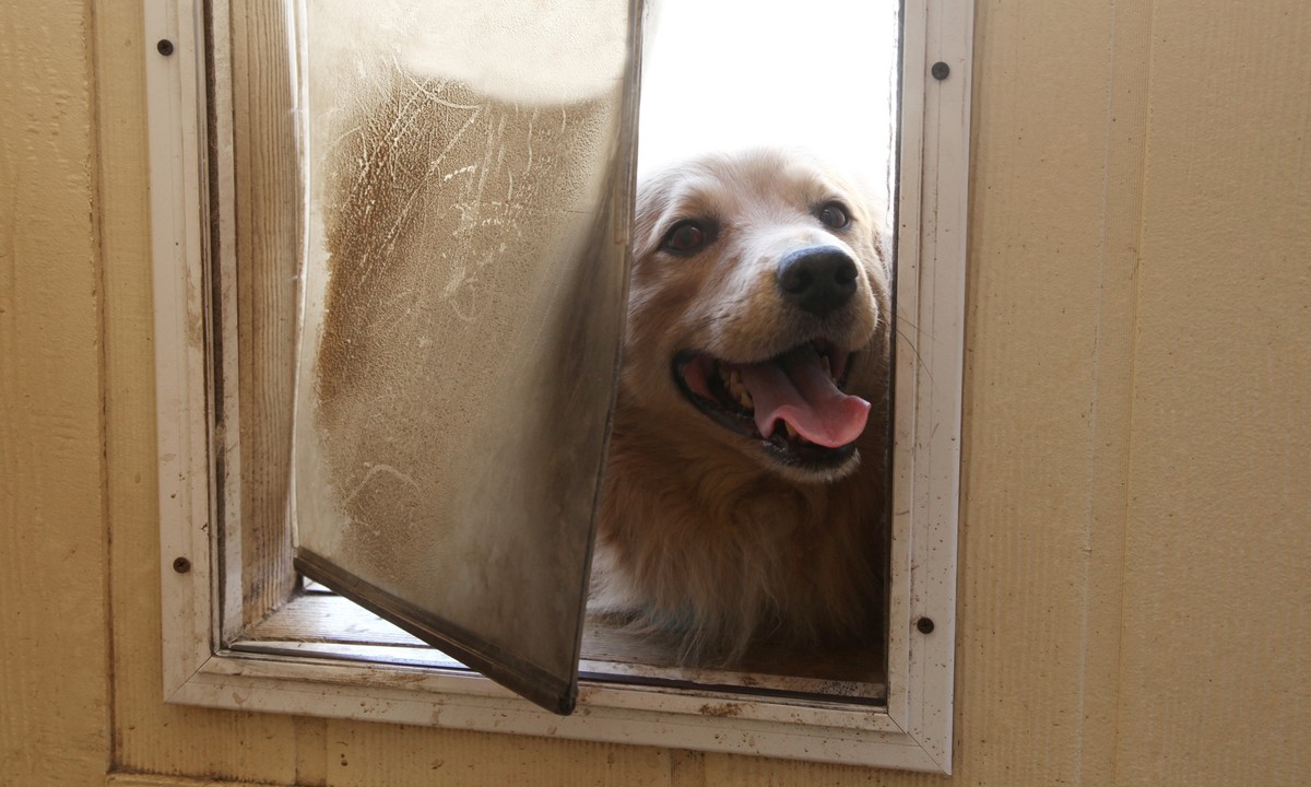 Give Your Dog More Freedom to the Outside World With a Dog Door