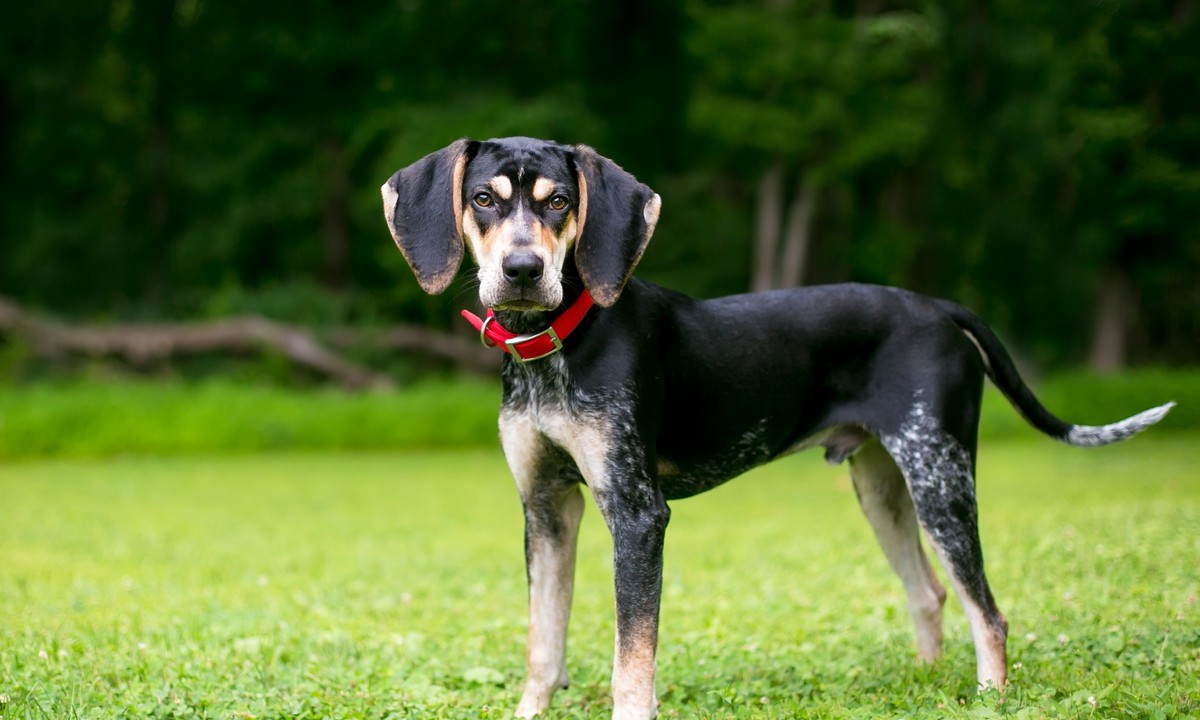 best toys for coonhounds