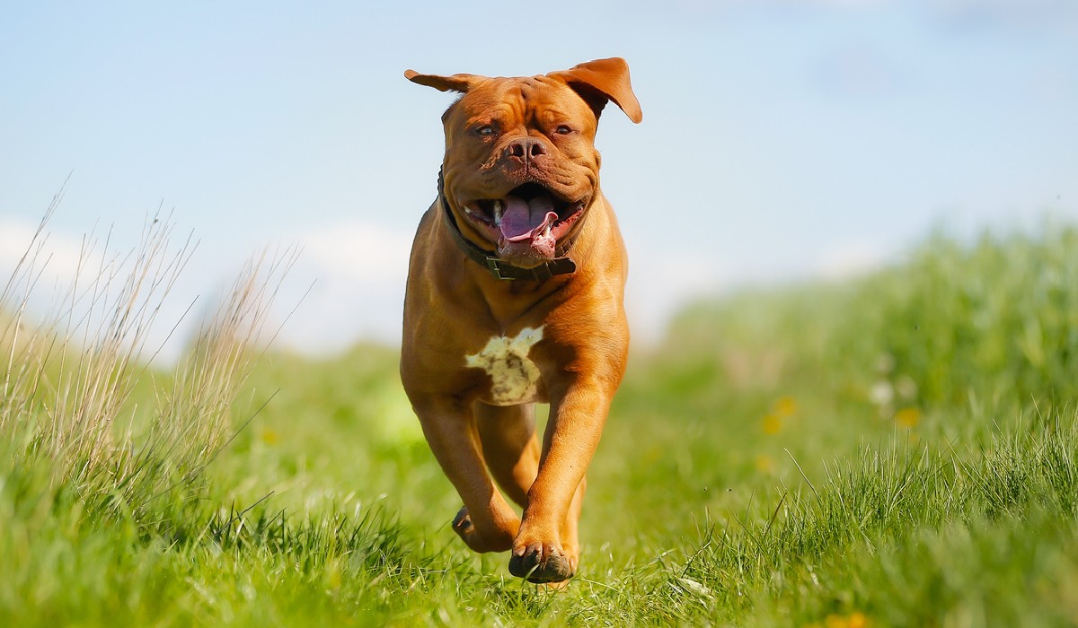 Overview of the Dogue de Bordeaux