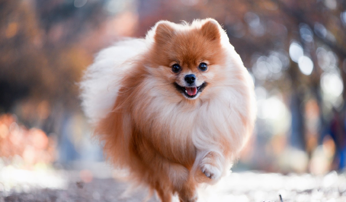 Overview of German Spitz