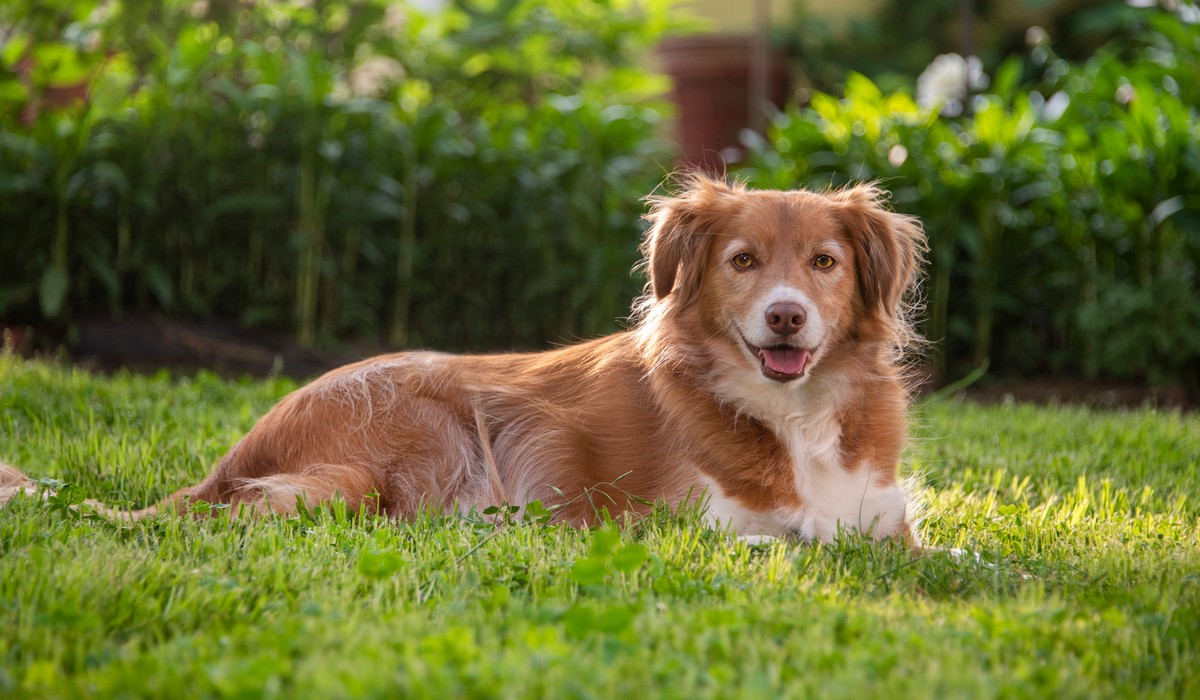 are nova scotia duck tolling retrievers intelligent dogs