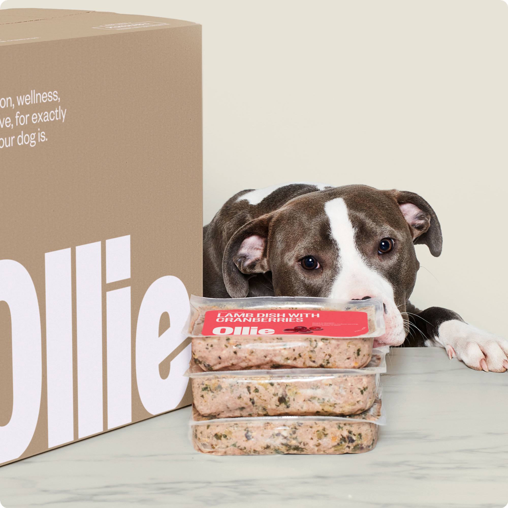 Dog Posing with Ollie Dog Food
