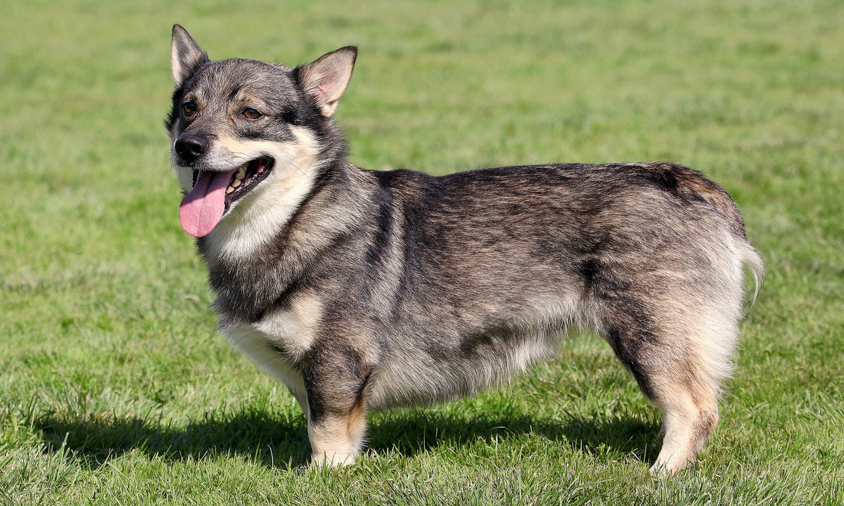 Swedish Vallhund