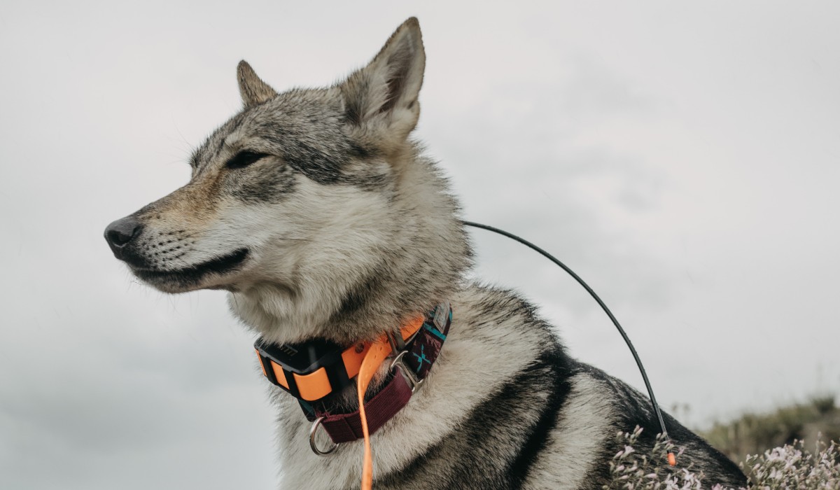 Types of Dog Training Collars