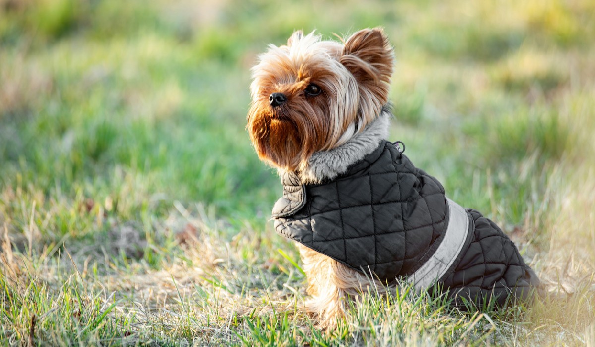 Tips for Traveling with an Anxious Pup