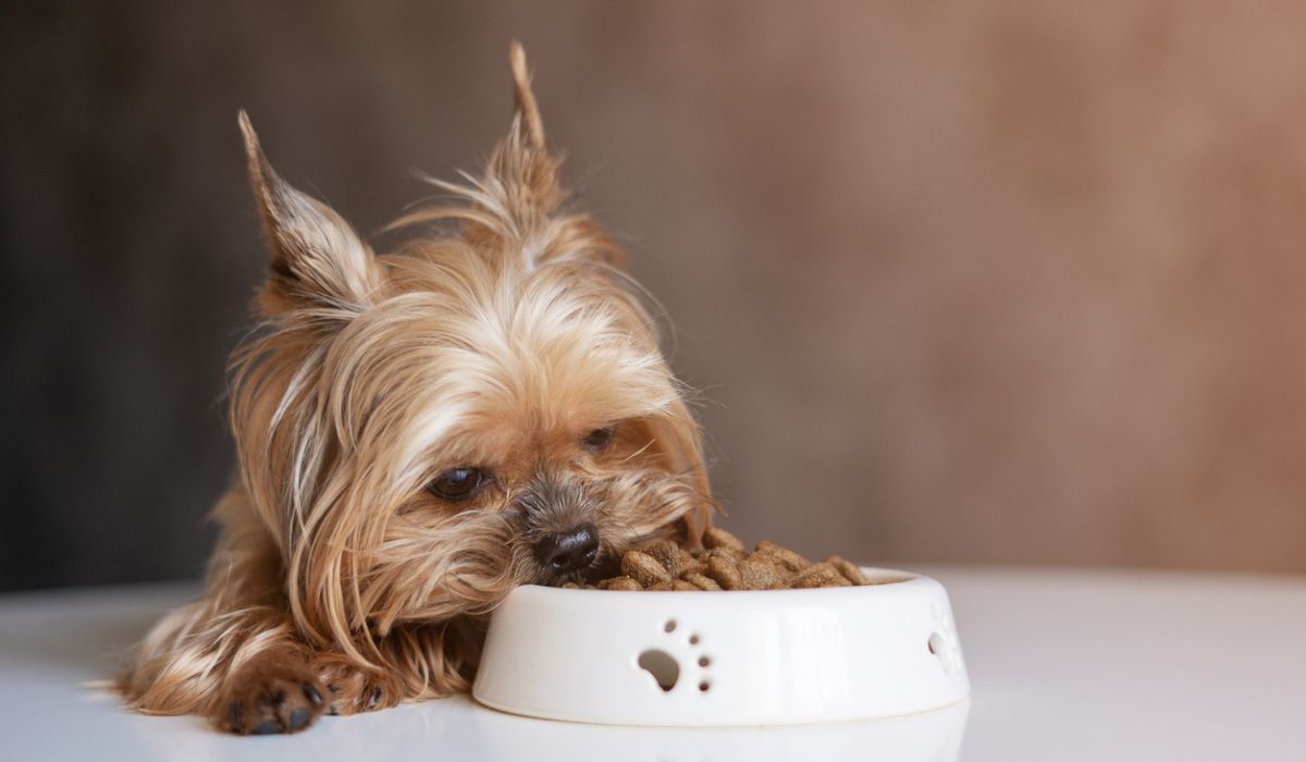 Things To Consider When Feeding Your Small Dog