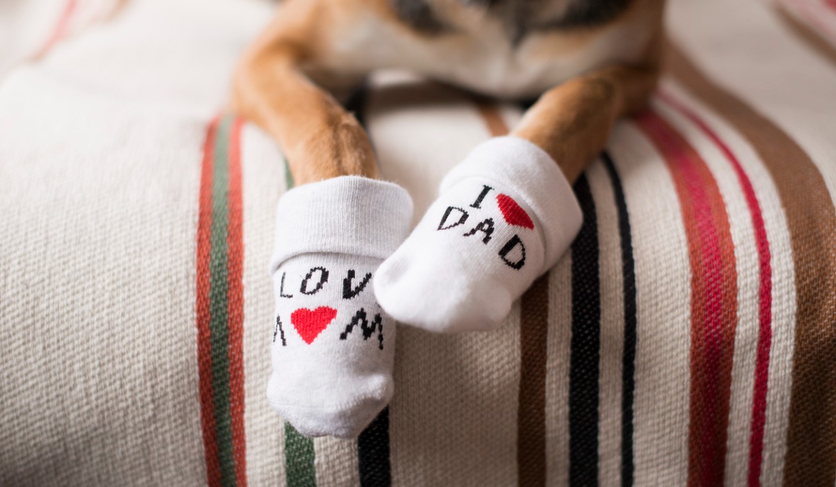 Reasons Why Your Dog Steals Your Socks