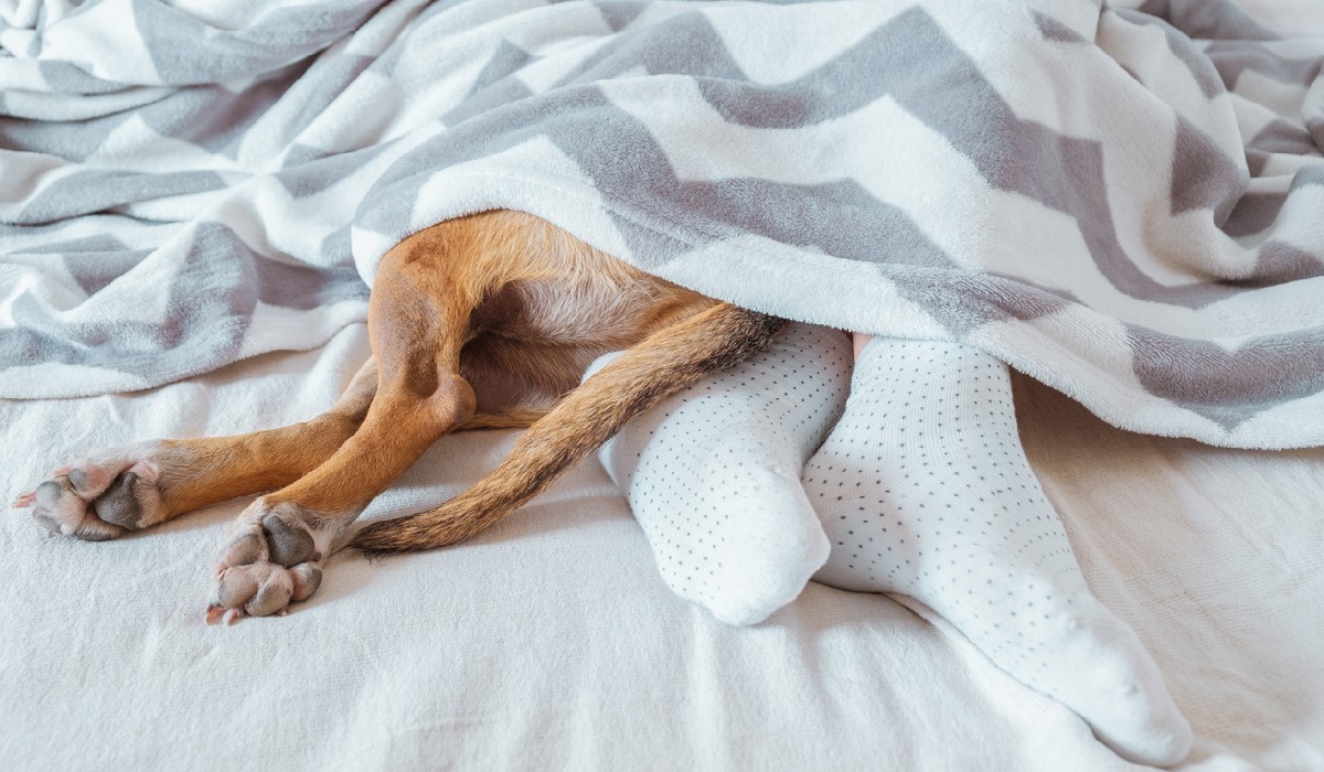 Tips To Help Your Dog Become a Good Bed Partner