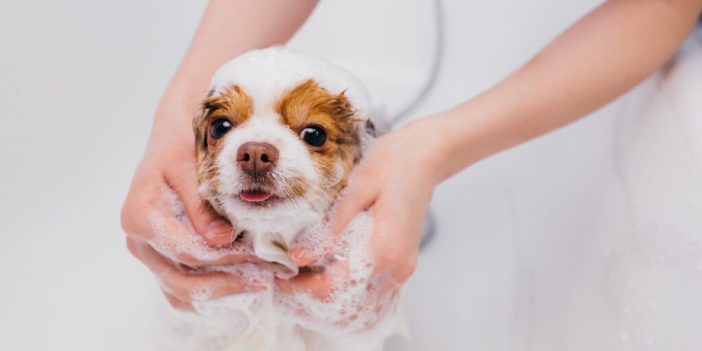 Hair Versus Fur What Are The Key Differences Doggear Guides Hair Versus Fur What Are The Key Differences Doggear Guides