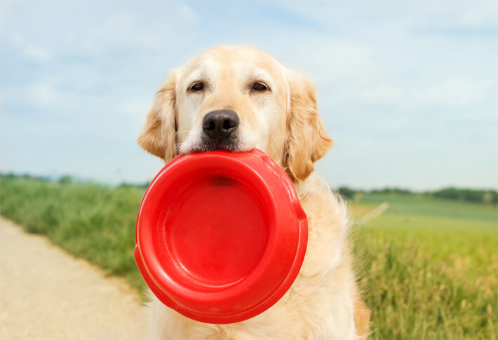 highly rated dog bowls