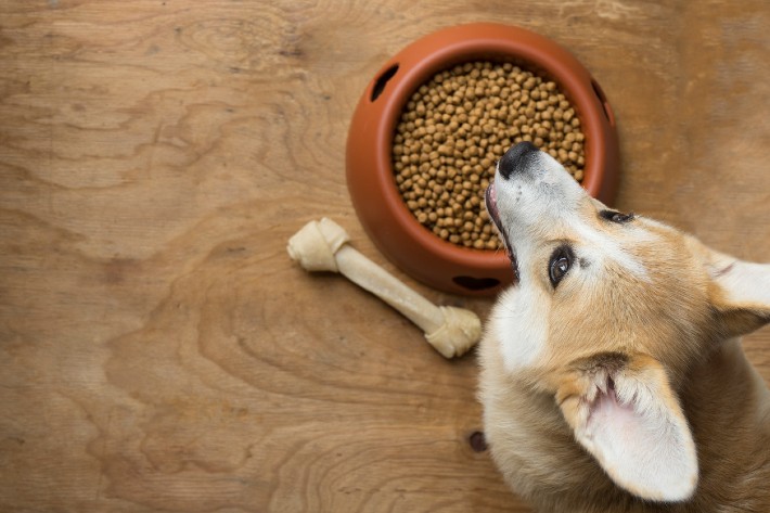 top dog allergenic food