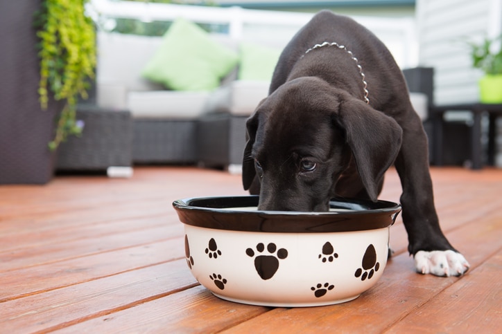 highly rated puppy foods