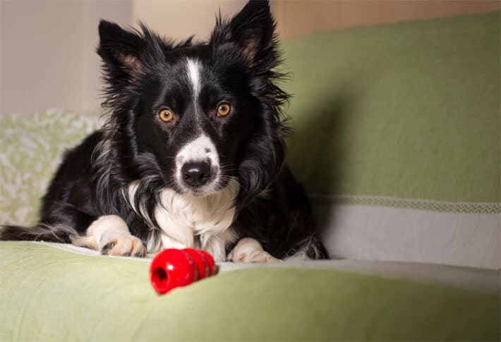 best kong dog toys in 2024
