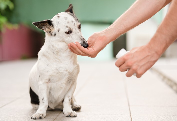 best dog flee medicines in 2024