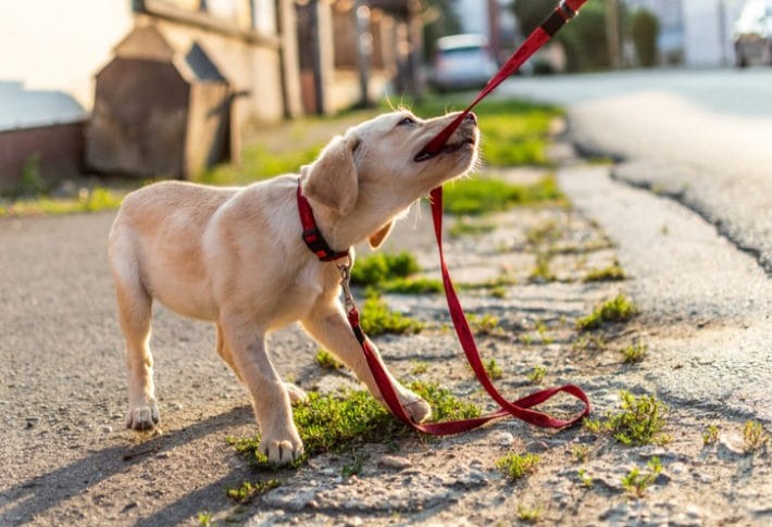 finest dog training leashes in 2024