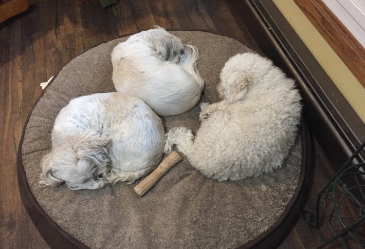 leading circular dog beds
