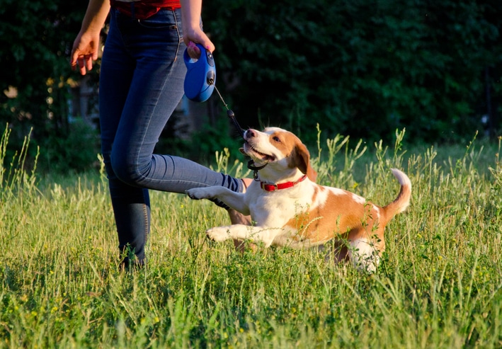 A dog with a retractable dog leash following its owner in a field