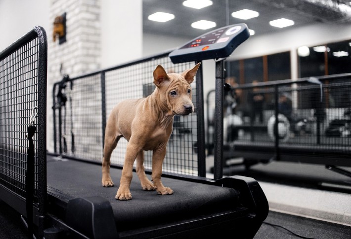 best dog treadmills in 2024