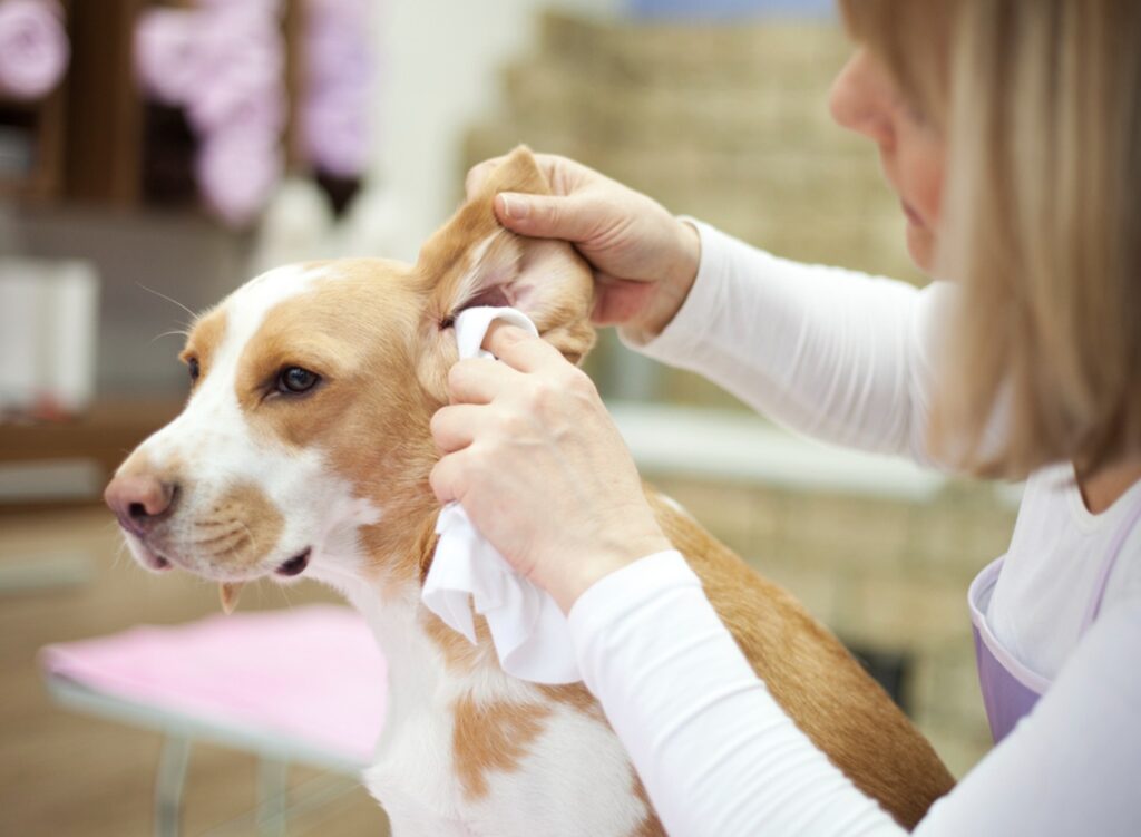 dog getting ears cleaned