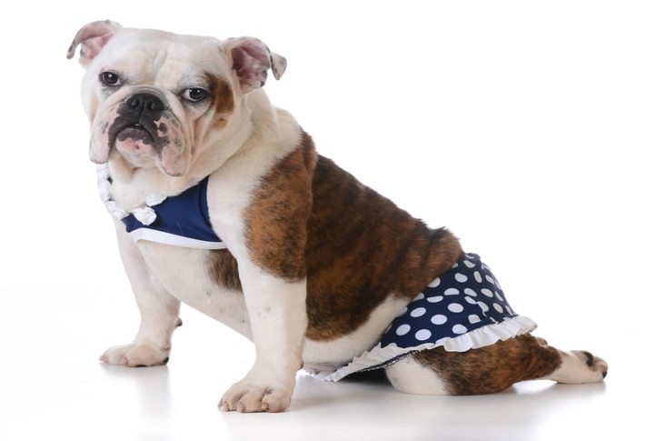 top dog swimsuits