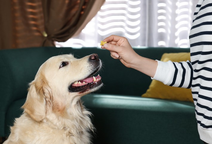 best training treats for dogs in 2024